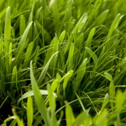 Peaceful Valley General Purpose Erosion Mix - Nitrocoated Seed (lb) 7 Peaceful Valley General Purpose Erosion Mix - Nitrocoated Seed (lb) -Flourish Seeds sec200 web