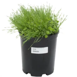 Peaceful Valley Premium Erosion Mix - Nitrocoated Seed (lb) 5 Peaceful Valley Premium Erosion Mix - Nitrocoated Seed (lb) -Flourish Seeds sec300 a