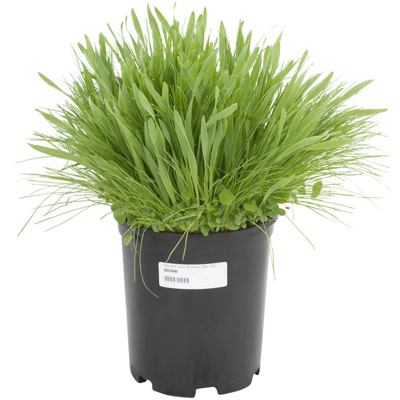 Peaceful Valley Quick Cover Erosion Mix - Nitrocoated Seed (lb) 2 Peaceful Valley Quick Cover Erosion Mix - Nitrocoated Seed (lb) - Image 2