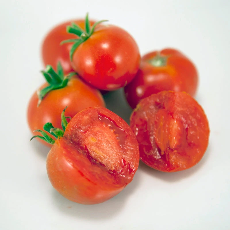 Silvery Fir Tree Tomato Seeds (Organic) 2 Silvery Fir Tree Tomato Seeds (Organic) - Image 2