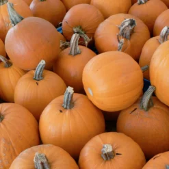 Small Sugar Pumpkin Seeds (Organic) 5 Small Sugar Pumpkin Seeds (Organic) -Flourish Seeds small sugar