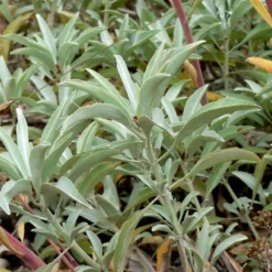 Strictly Medicinal Organic White Sage 5 Strictly Medicinal Organic White Sage -Flourish Seeds snv 7016 web
