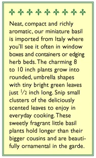 Renee's Garden Basil Mini Windowbox 3 Renee's Garden Basil Mini Windowbox - Image 3