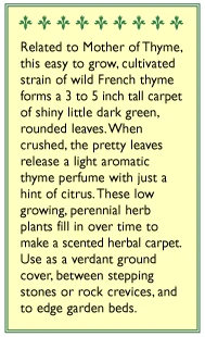 Renee's Garden Creeping Thyme 3 Renee's Garden Creeping Thyme - Image 3