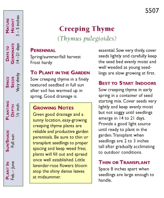 Renee's Garden Creeping Thyme 2 Renee's Garden Creeping Thyme - Image 2