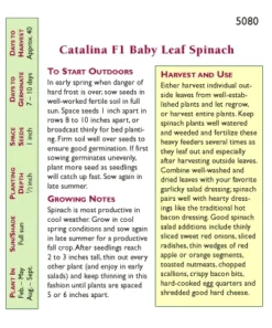 Renee's Garden Spinach Baby Leaf Catalina 5 Renee's Garden Spinach Baby Leaf Catalina -Flourish Seeds snv4077 pb