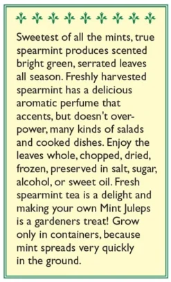 Renee's Garden Spearmint Italian (Heirloom) 5 Renee's Garden Spearmint Italian (Heirloom) -Flourish Seeds snv4226 b