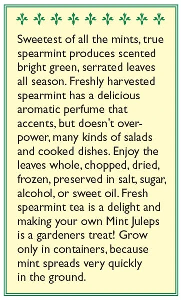 Renee's Garden Spearmint Italian (Heirloom) 3 Renee's Garden Spearmint Italian (Heirloom) - Image 3