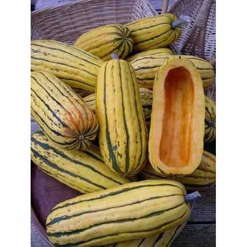 Organic Squash, Winter Delicata (1 Oz) 2 Organic Squash, Winter Delicata (1 Oz) - Image 2