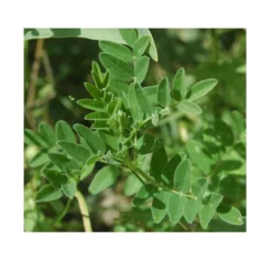 Strictly Medicinal Organic Astragalus -Flourish Seeds snv7004 web