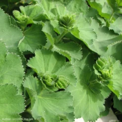 Strictly Medicinal Organic Lady's Mantle -Flourish Seeds snv7026b