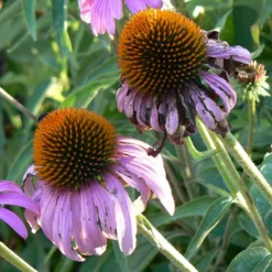 Strictly Medicinal Organic Coneflower, Narrow-leaved -Flourish Seeds snv7030b