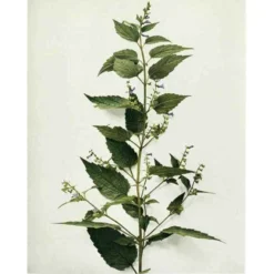 Strictly Medicinal Organic Skullcap -Flourish Seeds snv7036b