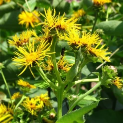 Strictly Medicinal Organic Elecampane, Official -Flourish Seeds snv7044 web