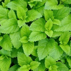 Strictly Medicinal Organic Lemon Balm -Flourish Seeds snv7070 web