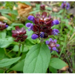 Strictly Medicinal Organic Self Heal (Prunella Vulgaris) 6 Strictly Medicinal Organic Self Heal (Prunella Vulgaris) -Flourish Seeds snv7079 web