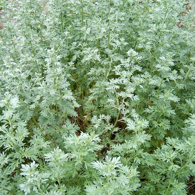 Strictly Medicinal Organic Wormwood 3 Strictly Medicinal Organic Wormwood - Image 3