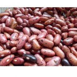 Rosso Di Lucca Bush Bean Seeds (Organic) -Flourish Seeds snv8009 web3