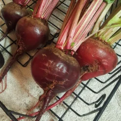 Early Wonder Tall Beet Seeds (Organic) 7 Early Wonder Tall Beet Seeds (Organic) -Flourish Seeds snv8017 web2