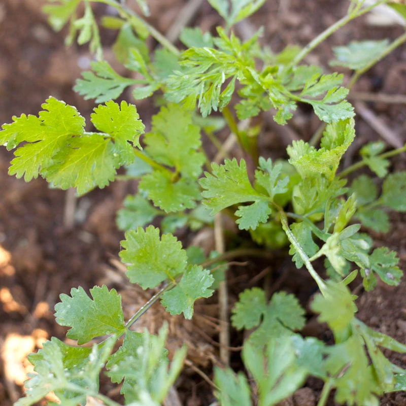 Organic Cilantro 3 Organic Cilantro - Image 3