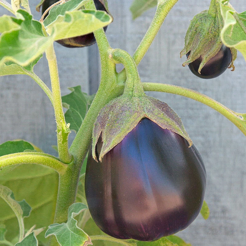 Organic Eggplant, Black Beauty (1 Oz) 3 Organic Eggplant, Black Beauty (1 Oz) - Image 3
