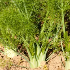 Florence Fennel Seeds (Organic) 5 Florence Fennel Seeds (Organic) -Flourish Seeds snv8057 a 1