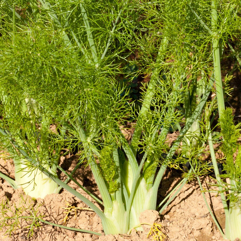 Florence Fennel Seeds (Organic) 3 Florence Fennel Seeds (Organic) - Image 3