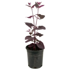Organic Orach, Red (1 Oz) 7 Organic Orach, Red (1 Oz) -Flourish Seeds snv8064 web2 1