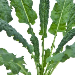 Lacinato Kale Seeds (Organic) 5 Lacinato Kale Seeds (Organic) -Flourish Seeds snv8067 web