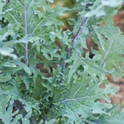 Red Russian Kale Seeds (Organic) 6 Red Russian Kale Seeds (Organic) -Flourish Seeds snv8070 b