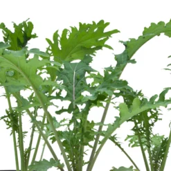 Red Russian Kale Seeds (Organic) 7 Red Russian Kale Seeds (Organic) -Flourish Seeds snv8070 web