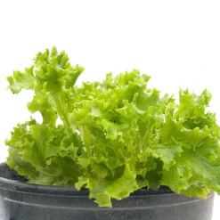 Organic Lettuce, Tango (1/4 Lb) 5 Organic Lettuce, Tango (1/4 Lb) -Flourish Seeds snv8075 web 1