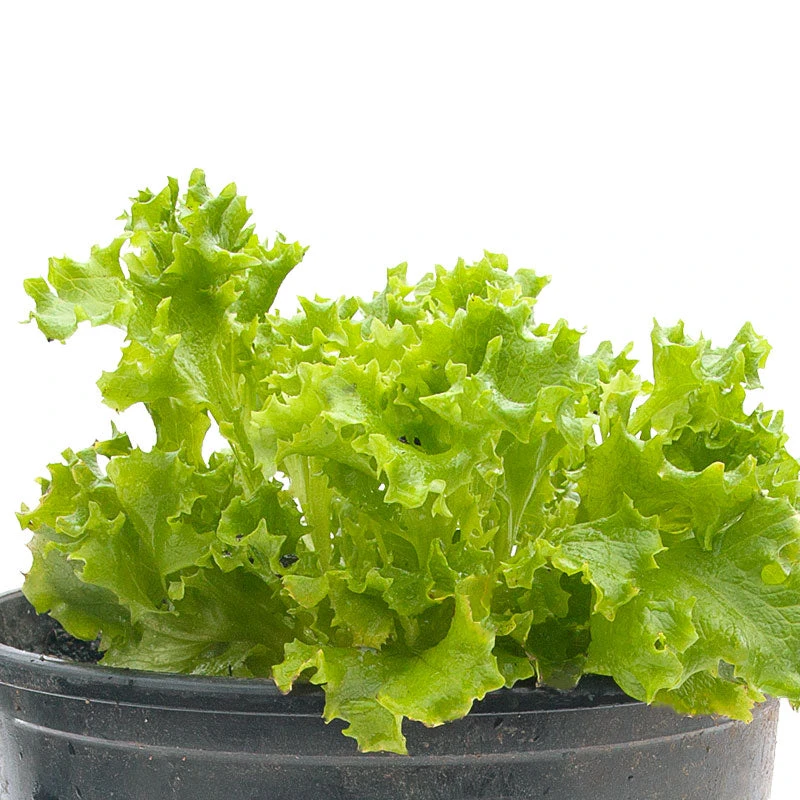 Organic Lettuce, Tango (1/4 Lb) 3 Organic Lettuce, Tango (1/4 Lb) - Image 3