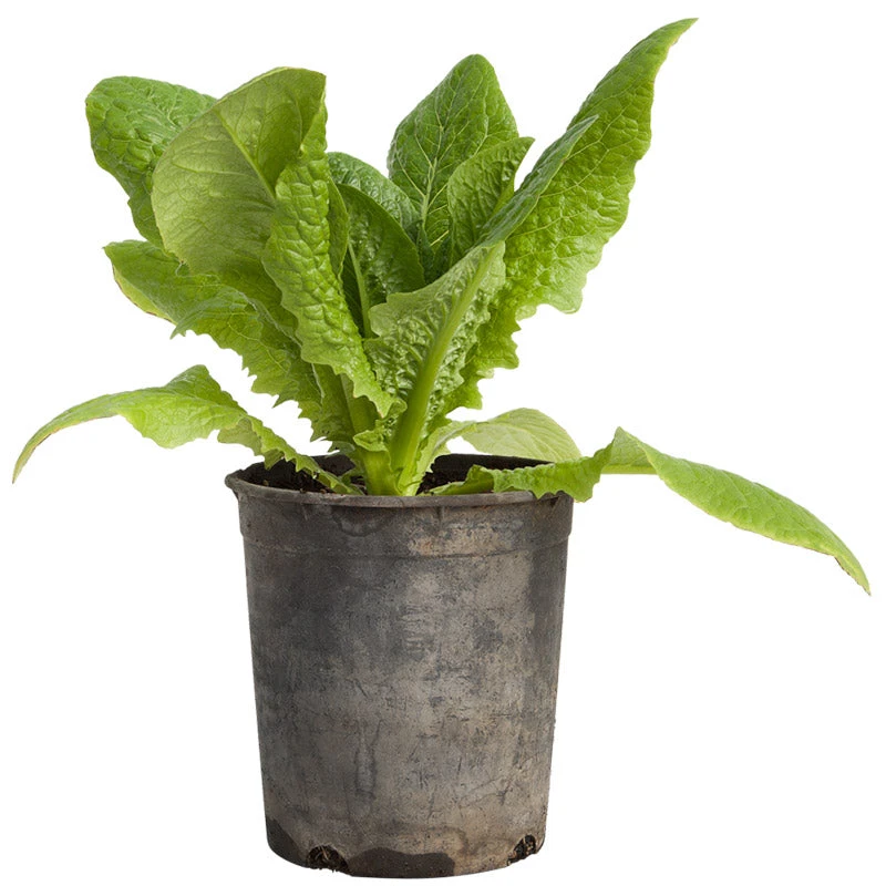 Organic Lettuce, Little Gem (1/4 Lb) 5 Organic Lettuce, Little Gem (1/4 Lb) - Image 5