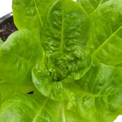 Buttercrunch Lettuce Seeds (Organic) 5 Buttercrunch Lettuce Seeds (Organic) -Flourish Seeds snv8084 web