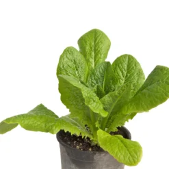 Parris Island Cos Lettuce Seeds (Organic) -Flourish Seeds snv8090 web2
