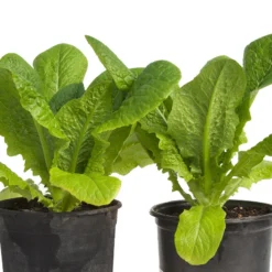 Parris Island Cos Lettuce Seeds (Organic) -Flourish Seeds snv8090 web3