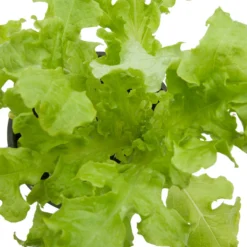 Organic Lettuce, Green Salad Bowl (1/4 Lb) -Flourish Seeds snv8092 web 1 1