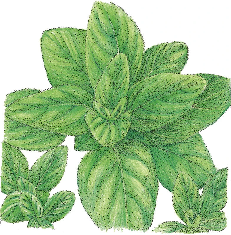 Organic Oregano, Italian 2 Organic Oregano, Italian - Image 2