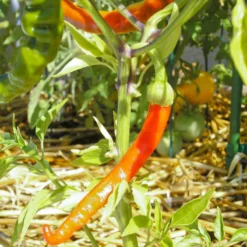 Hot Cayenne Slim Pepper Seeds (Organic) -Flourish Seeds snv8119