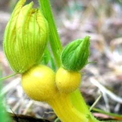 Big Max Pumpkin Seeds (Organic) 6 Big Max Pumpkin Seeds (Organic) -Flourish Seeds snv8136 baby 1