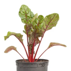Red Ruby Chard Seeds (Organic) 7 Red Ruby Chard Seeds (Organic) -Flourish Seeds snv8165 web