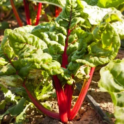 Red Ruby Chard Seeds (Organic) 6 Red Ruby Chard Seeds (Organic) -Flourish Seeds snv8167 a 2