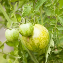 Green Zebra Tomato Seeds (Organic) 8 Green Zebra Tomato Seeds (Organic) -Flourish Seeds snv8173 web