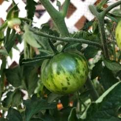 Green Zebra Tomato Seeds (Organic) 11 Green Zebra Tomato Seeds (Organic) -Flourish Seeds snv8173 web3