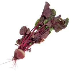 Bull's Blood Beet Seeds (Organic) -Flourish Seeds snv8204 b