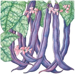 Royalty Purple Pod Bush Bean Seeds (Organic) -Flourish Seeds snv8208 1