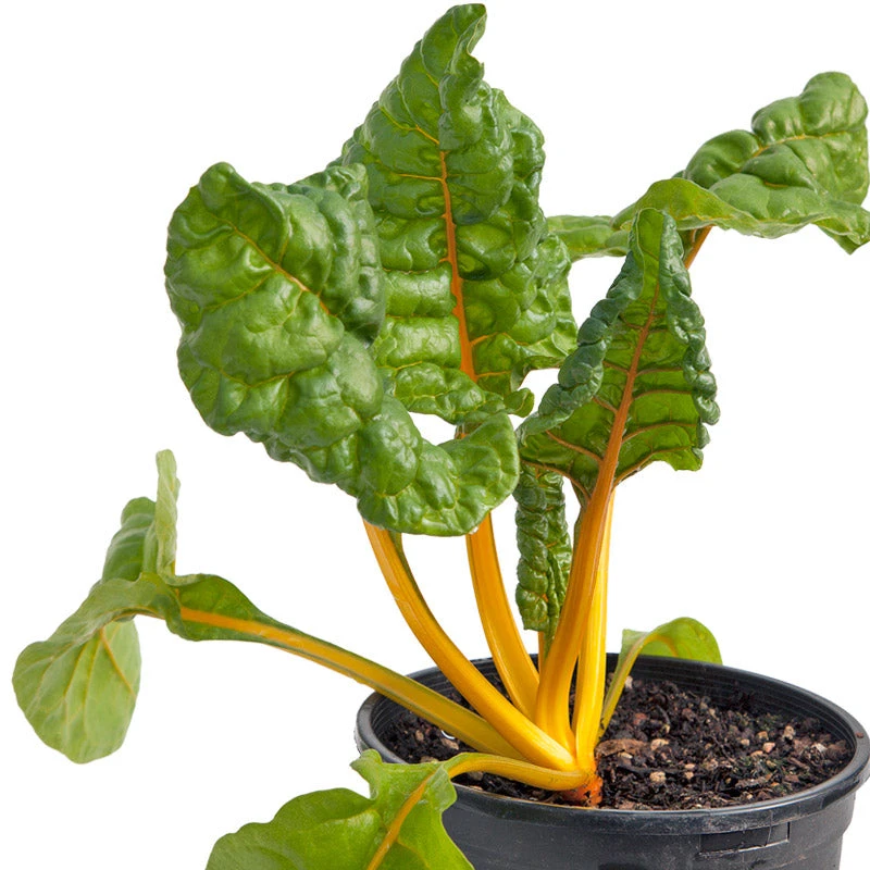 Organic Chard, Five Color Silverbeet (1/4 Lb) 2 Organic Chard, Five Color Silverbeet (1/4 Lb) - Image 2