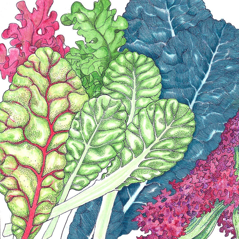 Mesclun Mix Greens Seeds (Organic) 2 Mesclun Mix Greens Seeds (Organic) - Image 2