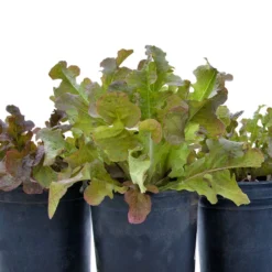 Organic Lettuce, Red Oakleaf (1 Oz) -Flourish Seeds snv8241 web 1